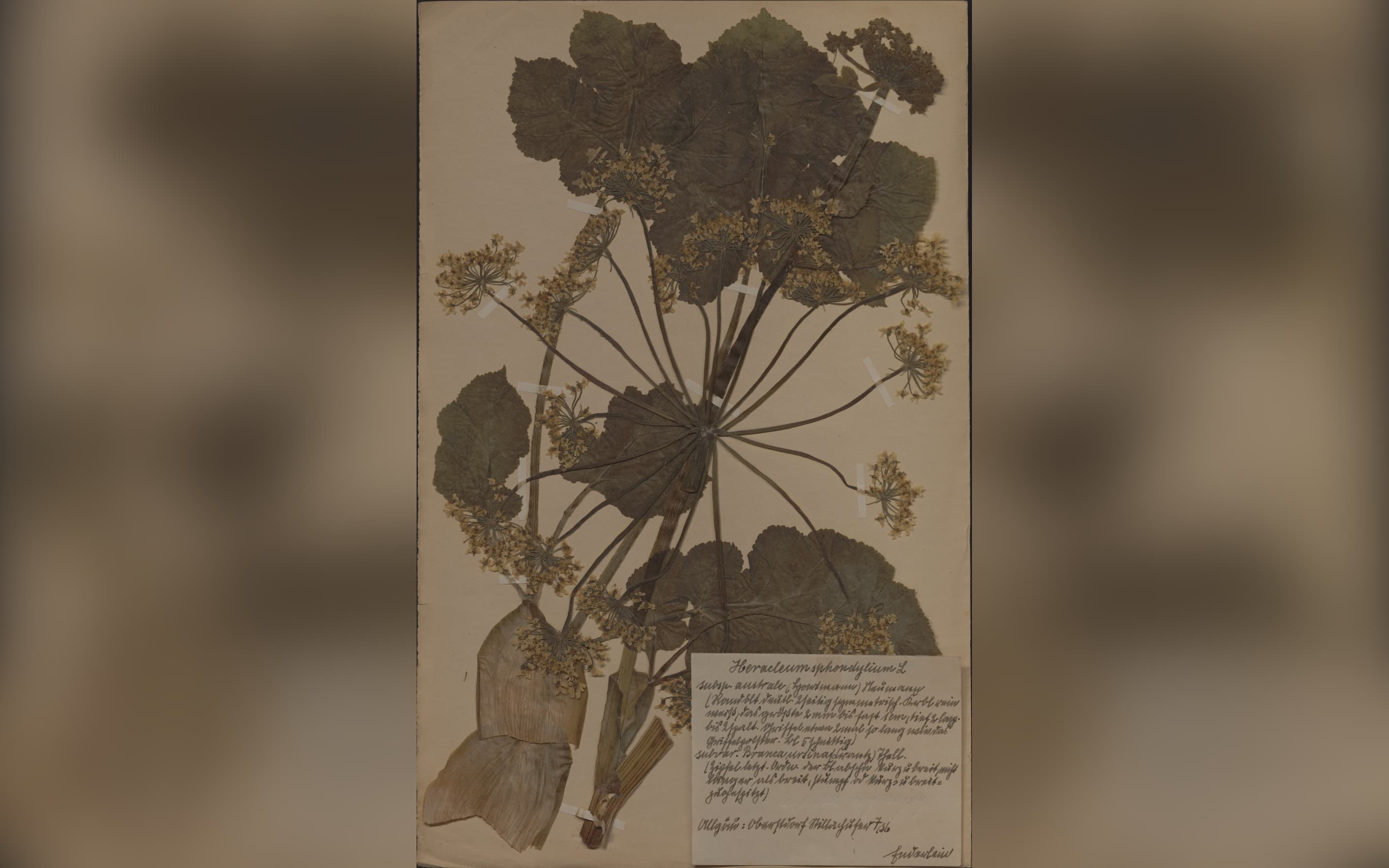 Zielnik Słupski z wyjątkowym darem!