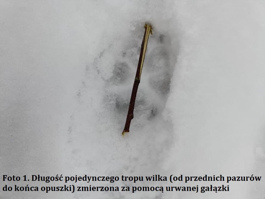 CIEKAWOSTKI ZOOLOGICZNE – WILK