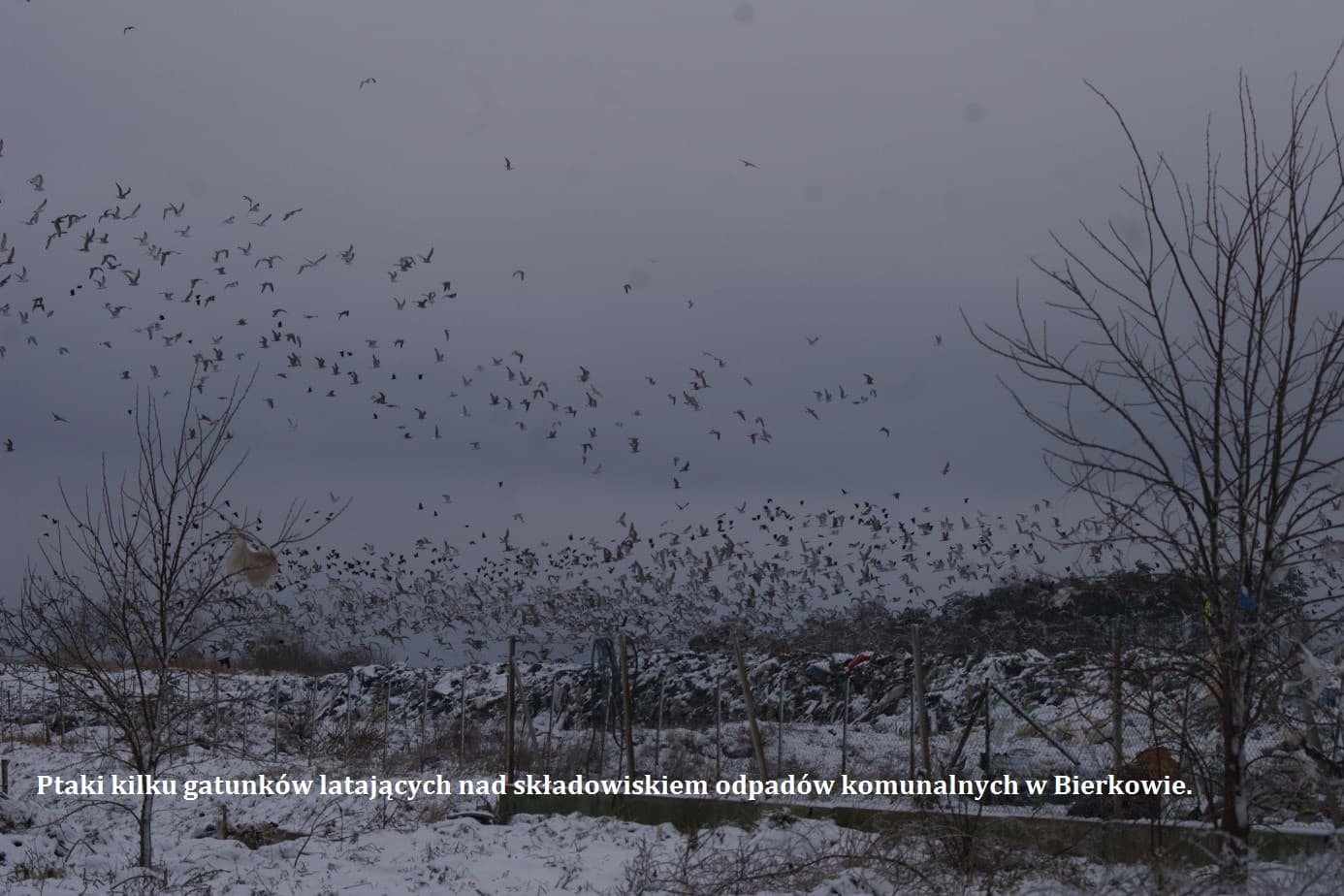 Ciekawostki zoologiczne – od wróbla po orła bielika