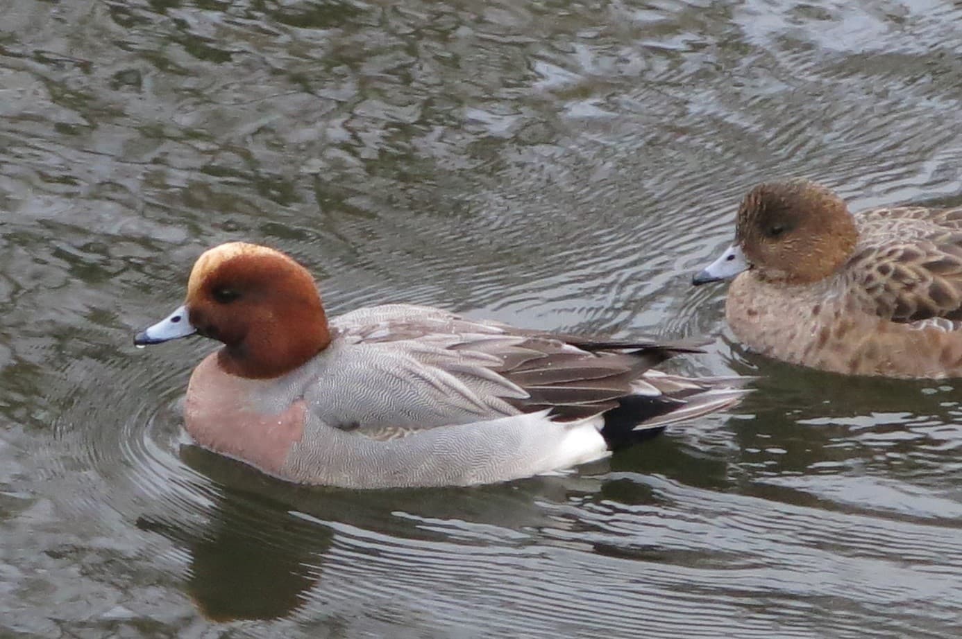 Ciekawostki zoologiczne – świstun (Mareca penelope)