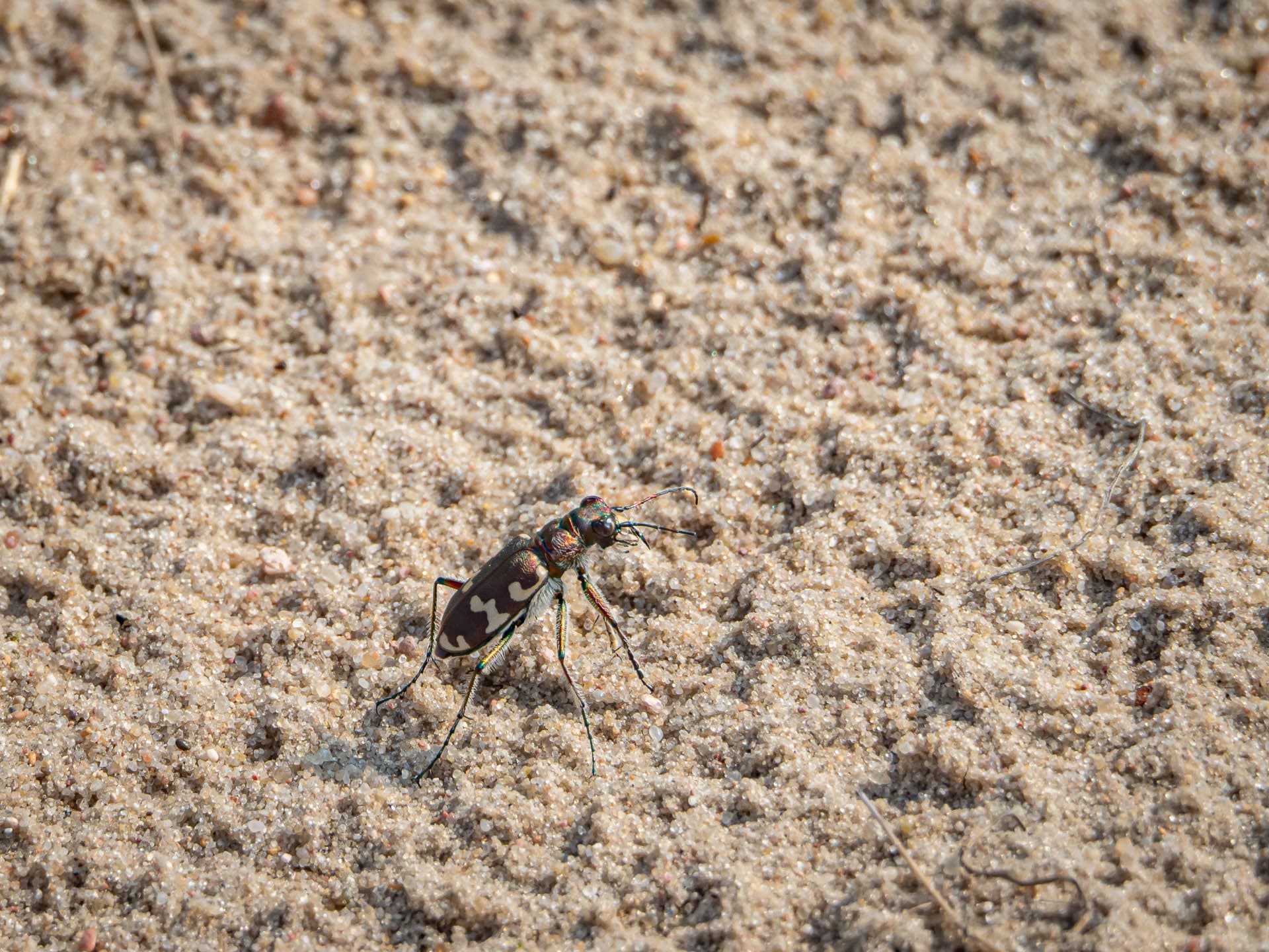 Instytut Biologii i Nauk o Ziemi zaprasza na XLI Sympozjum Sekcji Koleopterologicznej Polskiego Towarzystwa Entomologicznego