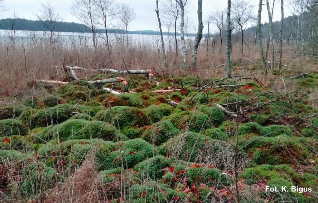 Konferencja - Rekonstrukcje zmian środowiska w oparciu o badania osadów jeziorno-torfowiskowych Polski północnej i osadów klifowych